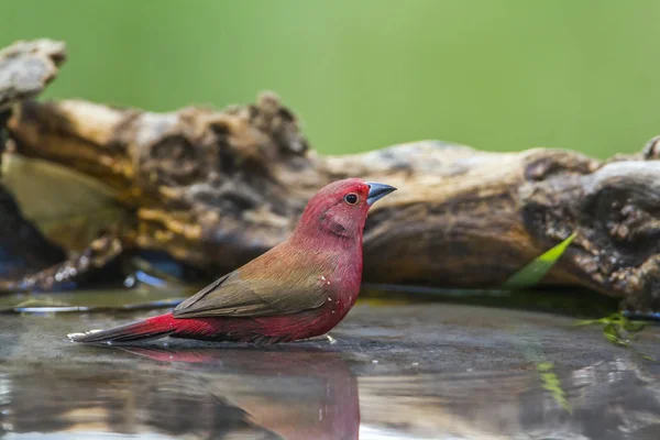 Jameson 's Firefinch in Mapungubwe National Park, África do Sul — Fotografia de Stock