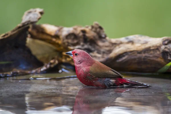 Jameson's Firefinch in Mapungubwe National park, South Africa — Stock Photo, Image