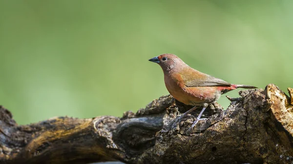 Firefinch Джеймсона у Mapungubwe Національний парк, Південно-Африканська Республіка — стокове фото