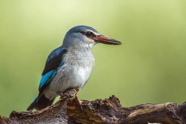 Woodland kingfisher Mapungubwe National park, Güney Afrika — Stok fotoğraf