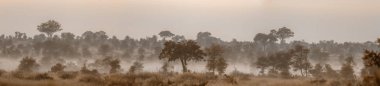 Mysty savannah landascape Kruger National park, Güney Afrika