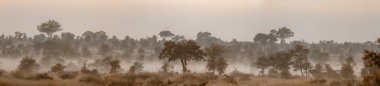Mysty savannah landascape in Kruger National park, South Africa clipart