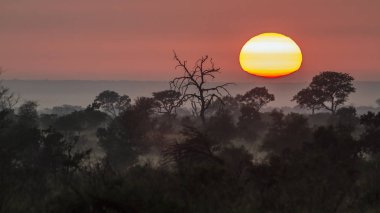 Sunrise in mysty savannah landascape in Kruger National park, So clipart