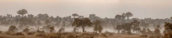 Mysty savannah landascape w Kruger National park, Afryka Południowa — Zdjęcie stockowe