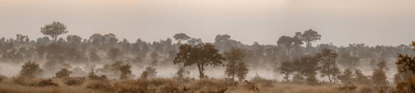 Mysty savannah landascape in Kruger National park, South Africa