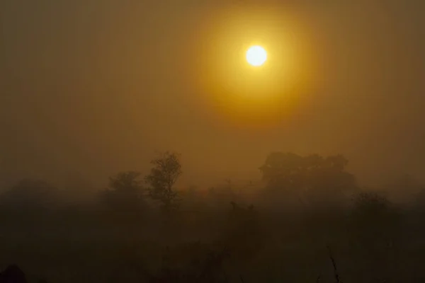 Nascer do sol em paisagem misteriosa savana no parque nacional de Kruger, África do Sul — Fotografia de Stock