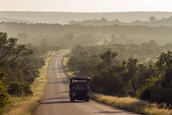 Ranní drive safari v Kruger National park, Jihoafrická republika — Stock fotografie