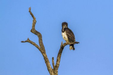 Black-chested Snake-Eagle in Kruger National park, South Africa clipart