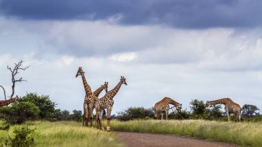 Kruger Ulusal Parkı 'nda zürafa, Güney Afrika