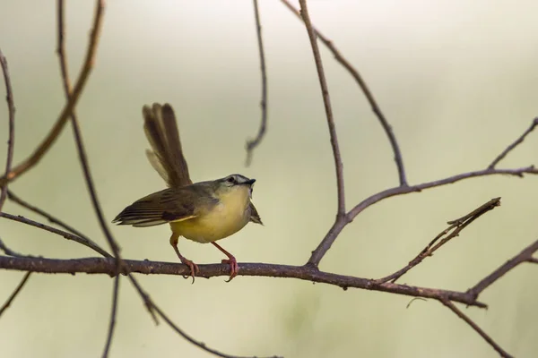 Black-chested Prinia nel parco nazionale Mapungubwe, Sudafrica — Foto Stock