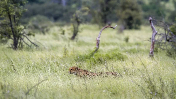 Guépard dans le parc national Kruger, Afrique du Sud — Photo