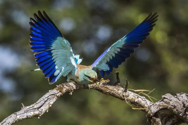 Rolo Europeu no Parque Nacional Mapungubwe, África do Sul — Fotografia de Stock