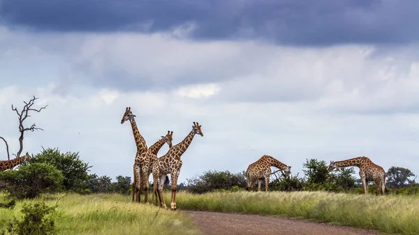 Giraffe in Kruger National park, South Africa — Stock Photo, Image