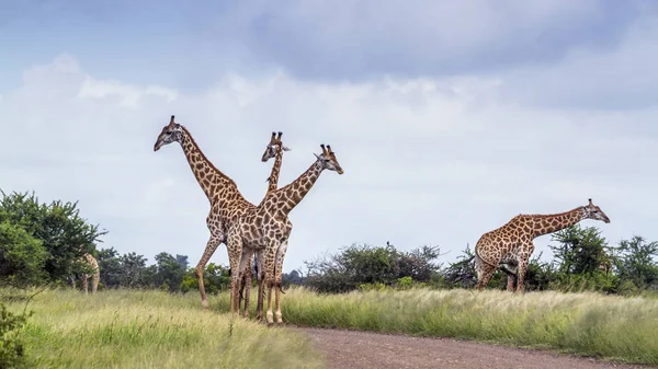 Giraffe in Kruger National park, South Africa — Stock Photo, Image