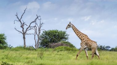 Kruger Ulusal Parkı 'nda zürafa, Güney Afrika