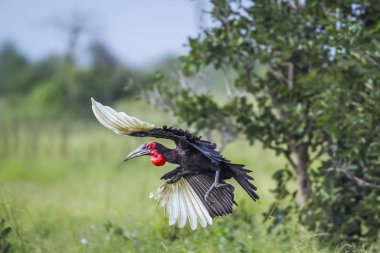 kruger national park, Güney Afrika, Güney kara Kartallar