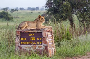 Afrika aslanı Kruger National park, Güney Afrika
