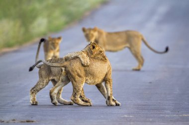 Afrika aslanı Kruger National park, Güney Afrika