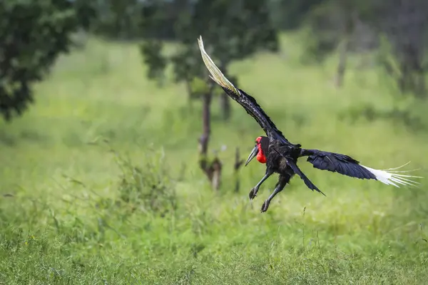 Südlicher Erdhornvogel im Kruger Nationalpark, Südafrika — Stockfoto