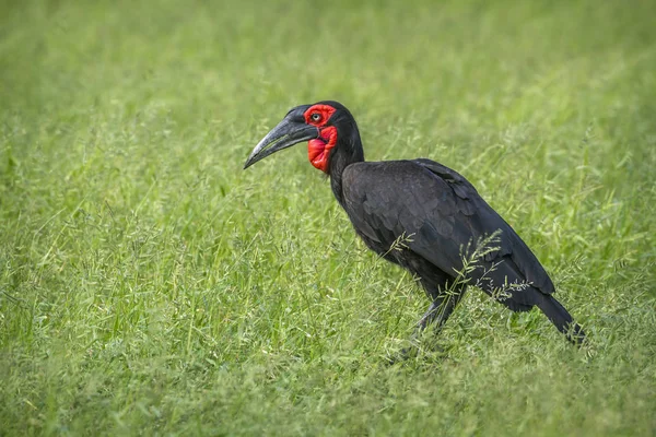 Südlicher Erdhornvogel im Kruger Nationalpark, Südafrika — Stockfoto