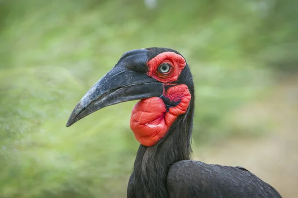 Zuidelijke grond neushoornvogel in kruger national park, Zuid-Afrika — Stockfoto