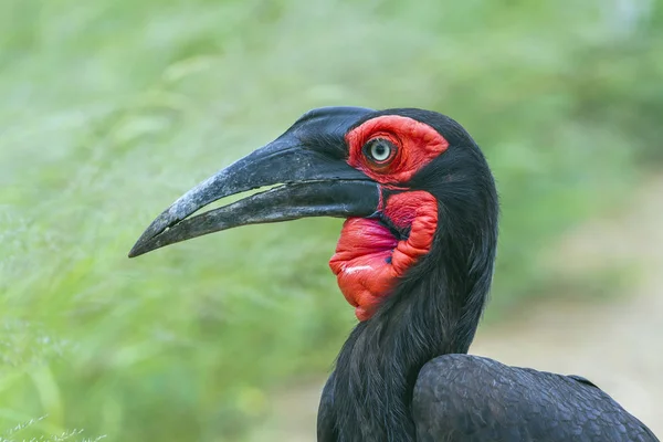 Southern Ground Hornbill in Kruger National park, South Africa — Stock Photo, Image