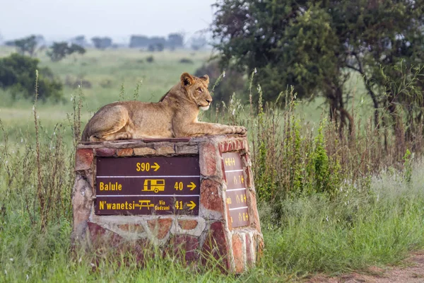 Afrika aslanı Kruger National park, Güney Afrika