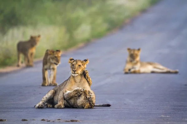 Afrikaanse leeuw in Kruger National park, Zuid-Afrika — Stockfoto