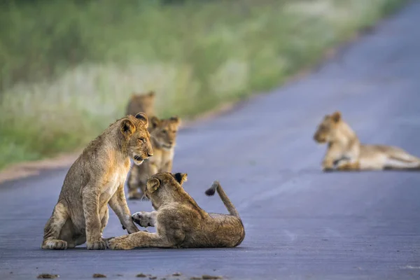 Leone africano nel parco nazionale di Kruger, Sud Africa — Foto Stock