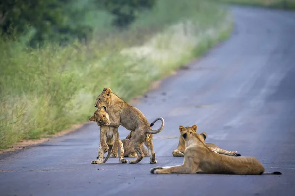 León africano en el Parque Nacional Kruger, Sudáfrica — Foto de Stock