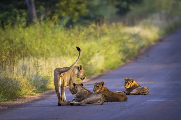 Africký Lev v Kruger National park, Jihoafrická republika — Stock fotografie