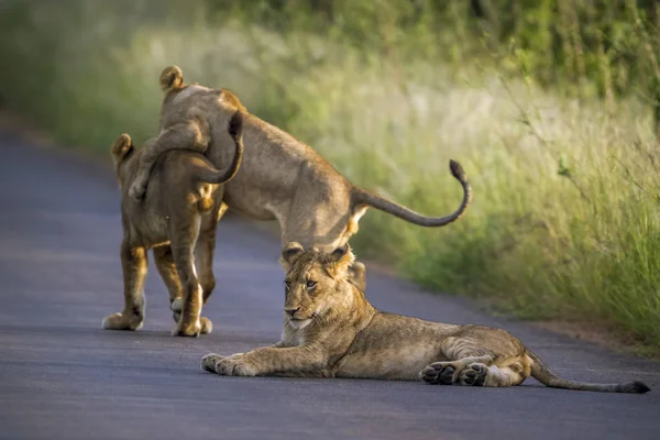 León africano en el Parque Nacional Kruger, Sudáfrica — Foto de Stock