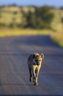 Benekli hyaena Kruger National park, Güney Afrika