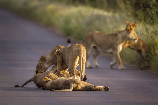 Africký Lev v Kruger National park, Jihoafrická republika — Stock fotografie