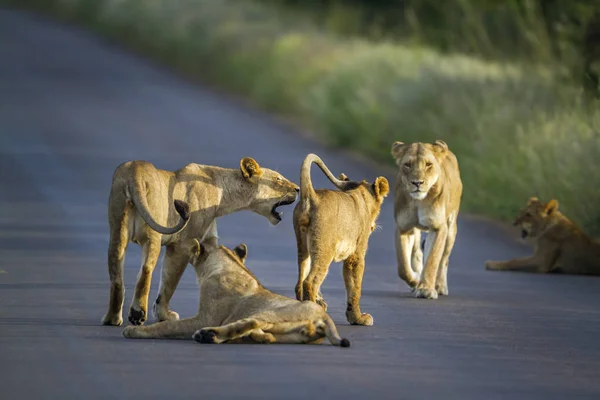 Africký Lev v Kruger National park, Jihoafrická republika — Stock fotografie