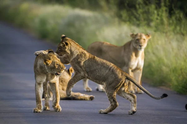 León africano en el Parque Nacional Kruger, Sudáfrica — Foto de Stock