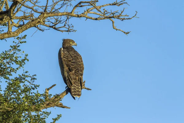 Aigle martial dans le parc national Kruger, Afrique du Sud — Photo