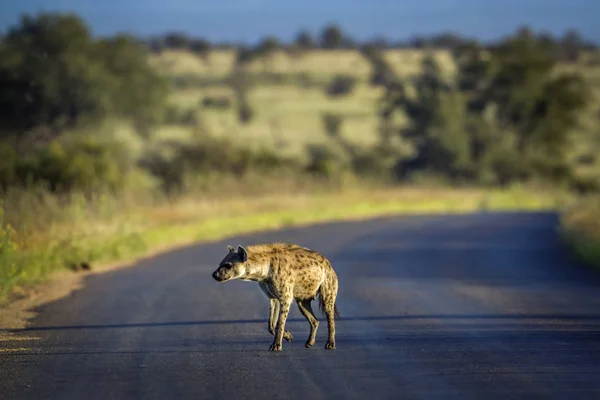 Zauważył że w Kruger National park, Afryka Południowa — Zdjęcie stockowe