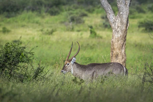 Ortak Waterbuck Kruger National park, Güney Afrika — Stok fotoğraf