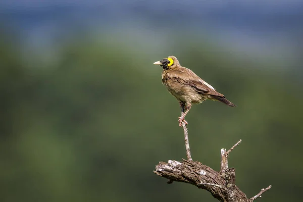 Wattled ψαρόνι στο Mapungubwe εθνικό πάρκο, Νότια Αφρική — Φωτογραφία Αρχείου