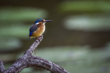 Yarım yakalı Kingfisher Kruger National park, Güney Afrika