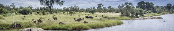 Panoramablick mit wildtieren im kruger nationalpark, südafrika — Stockfoto