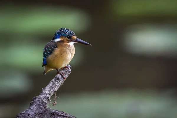 Half collared Kingfisher in Kruger National park, South Africa — Stock Photo, Image
