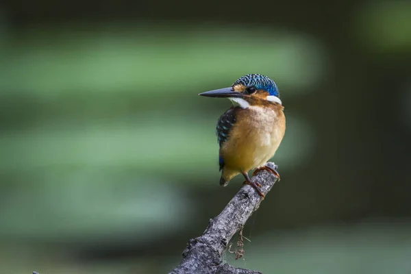 Half collared Kingfisher in Kruger National park, South Africa — Stock Photo, Image