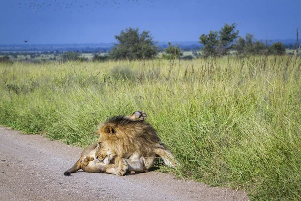 León africano en el Parque Nacional Kruger, Sudáfrica —  Fotos de Stock