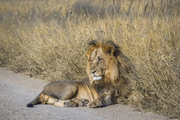 Afrikai oroszlán Kruger Nemzeti park, Dél-afrikai Köztársaság — Stock Fotó