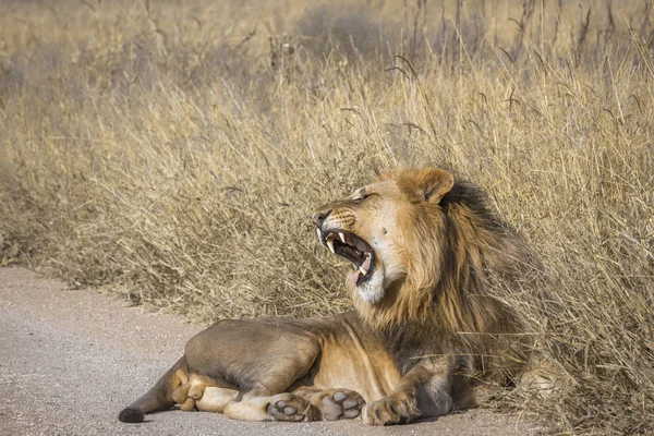 Afrikai oroszlán Kruger Nemzeti park, Dél-afrikai Köztársaság — Stock Fotó