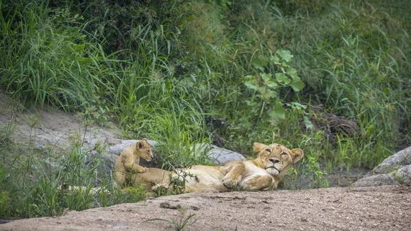 León africano en el Parque Nacional Kruger, Sudáfrica —  Fotos de Stock