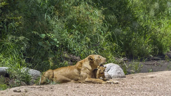 Afrikanska lejon i Kruger National park, Sydafrika — Stockfoto