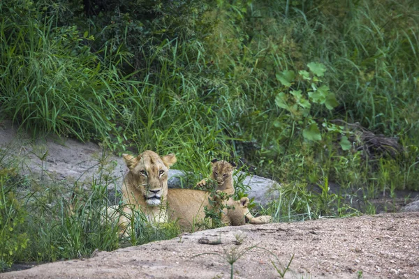 León africano en el Parque Nacional Kruger, Sudáfrica —  Fotos de Stock